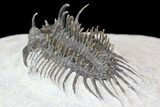 Bargain, Spiny Comura Trilobite - Composite Spines #138975-5